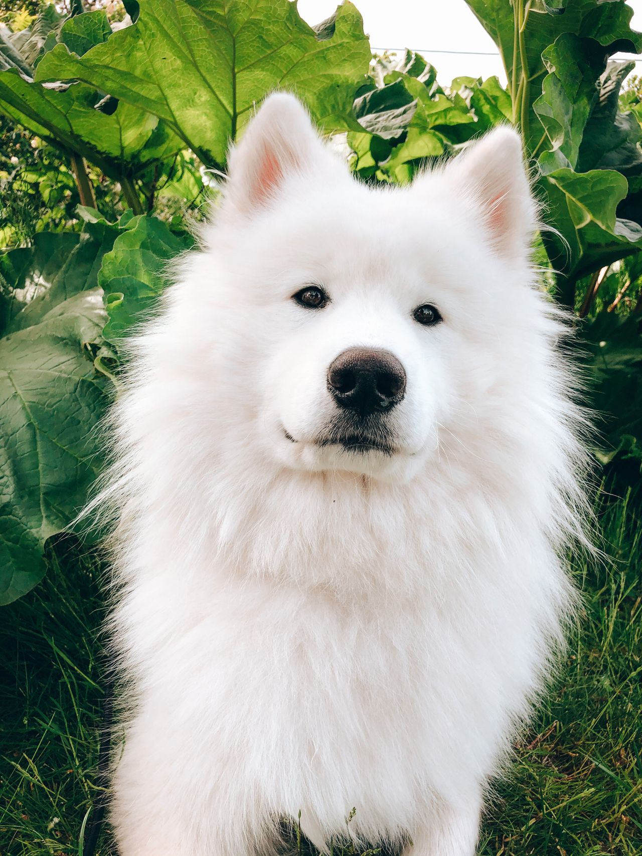 Samojedhund
