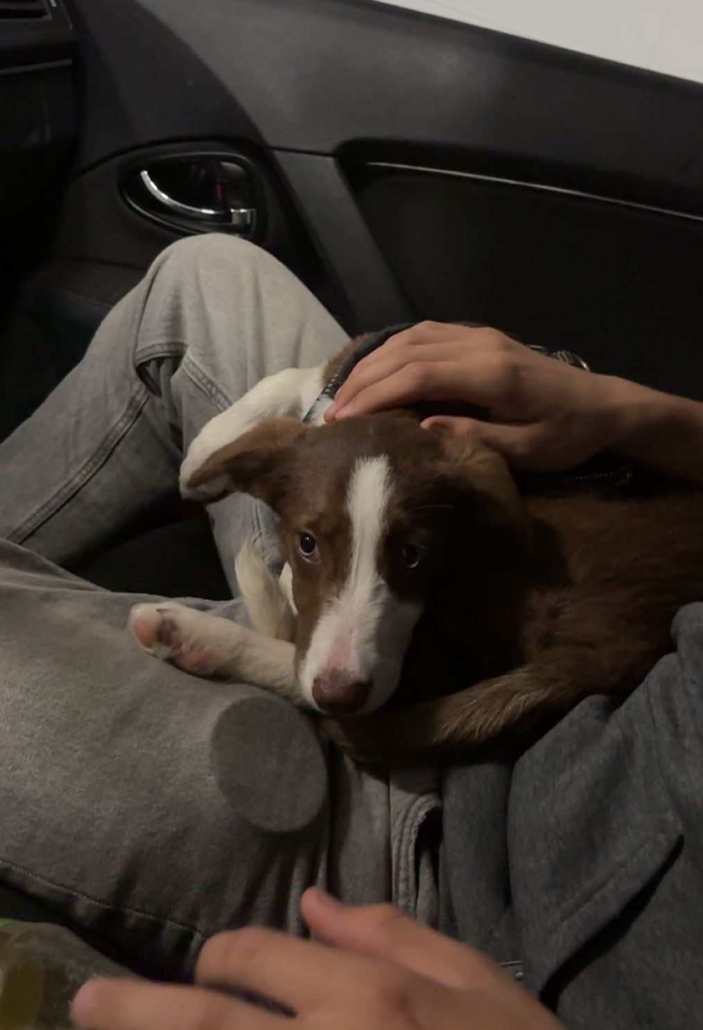 Border collie