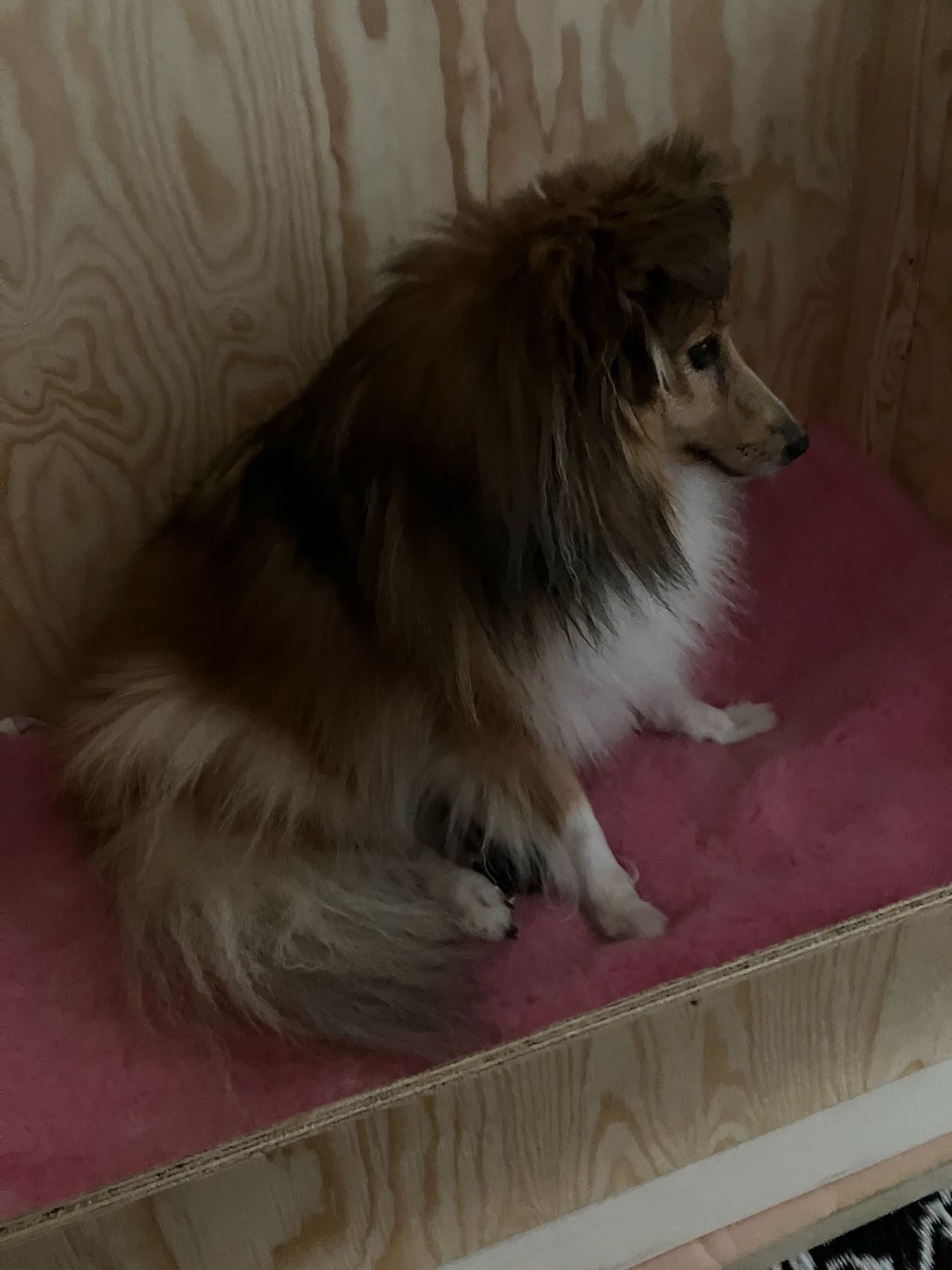 Shetland sheepdog