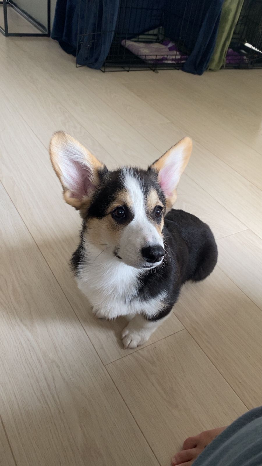 Welsh corgi pembroke