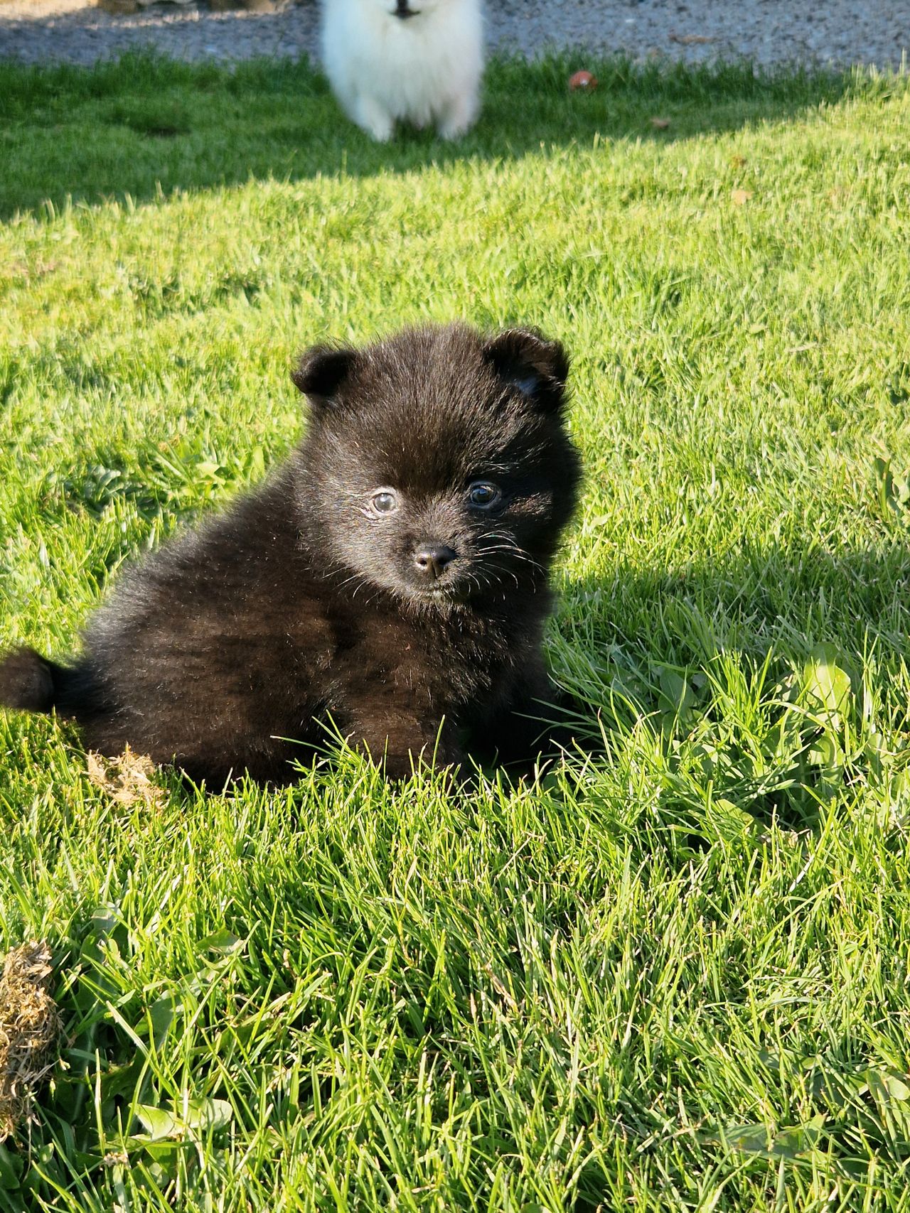 Pomeranian