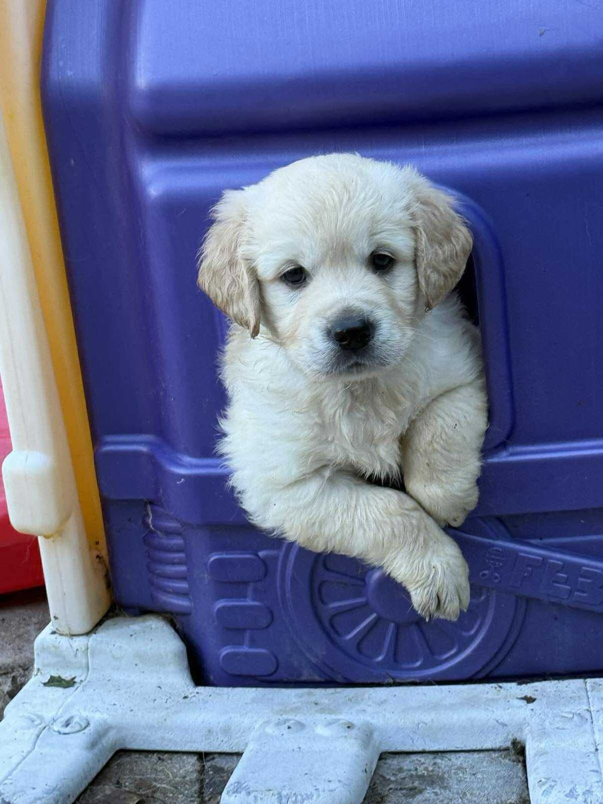 Golden retriever