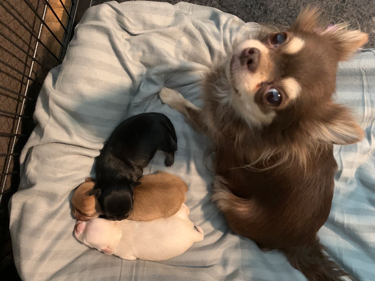 Chihuahua langhåret