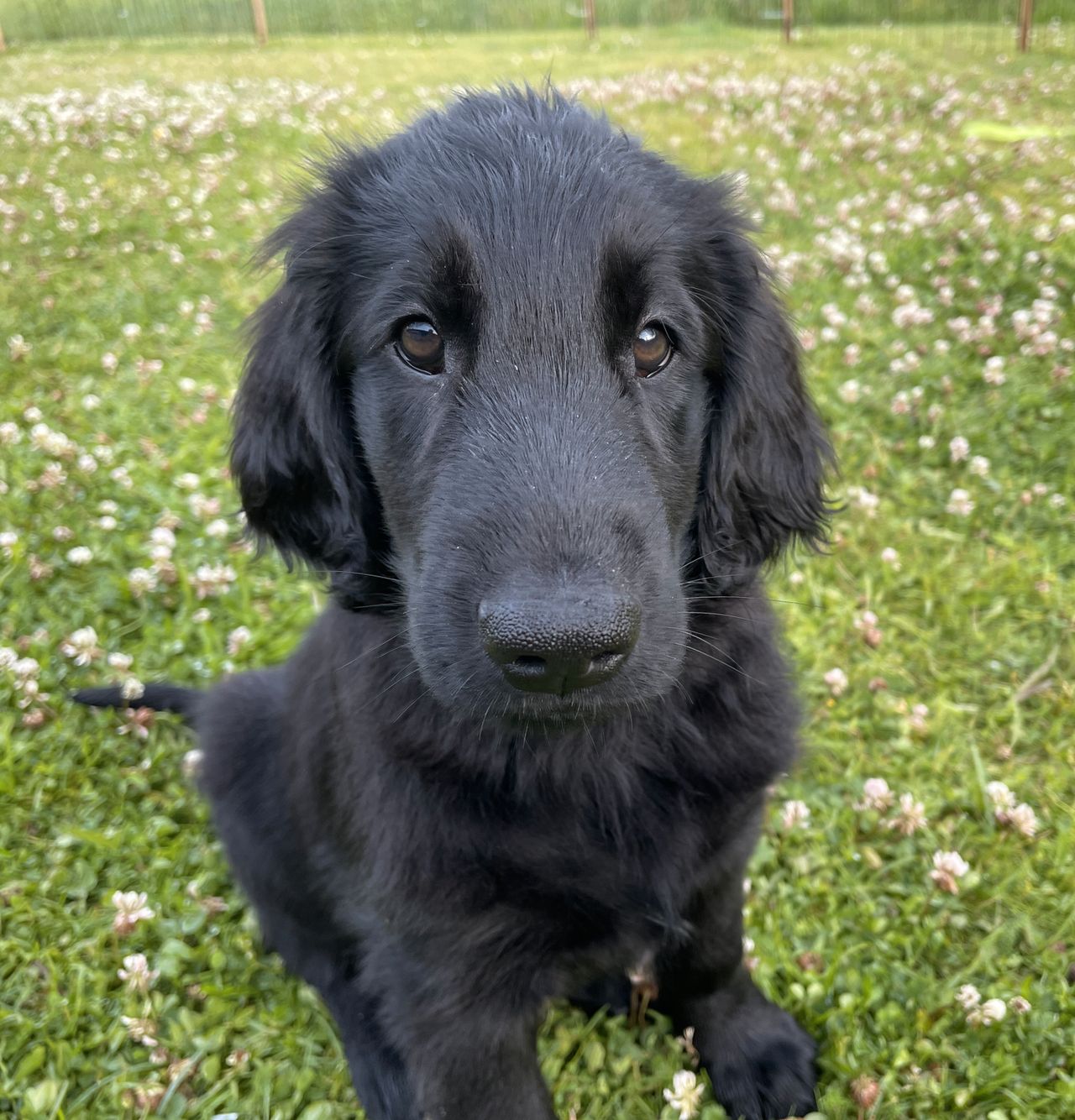 Flat coated retriever