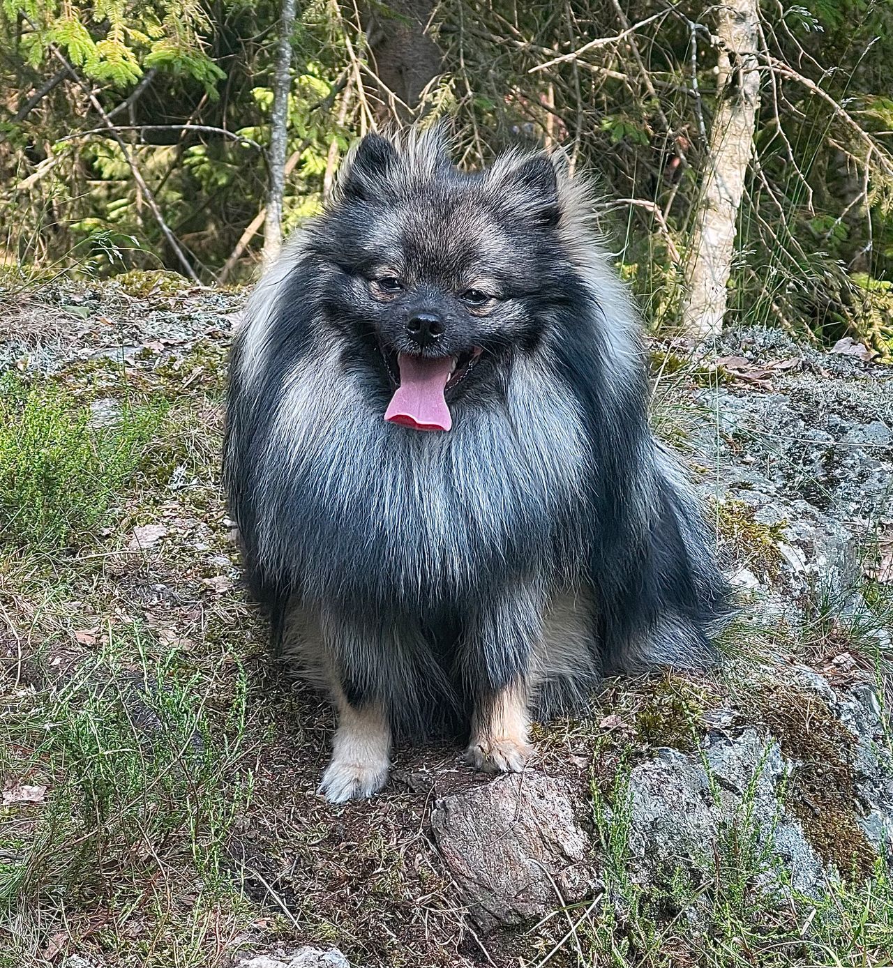 Kleinspitz