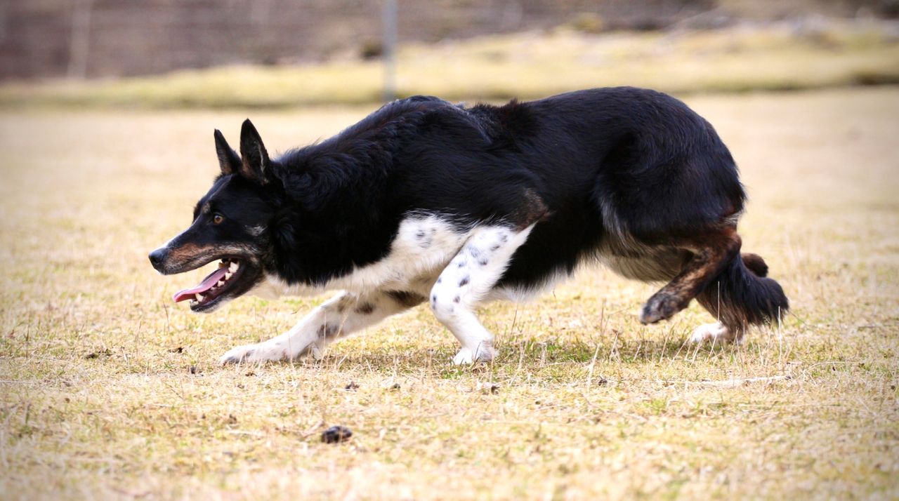 Border collie