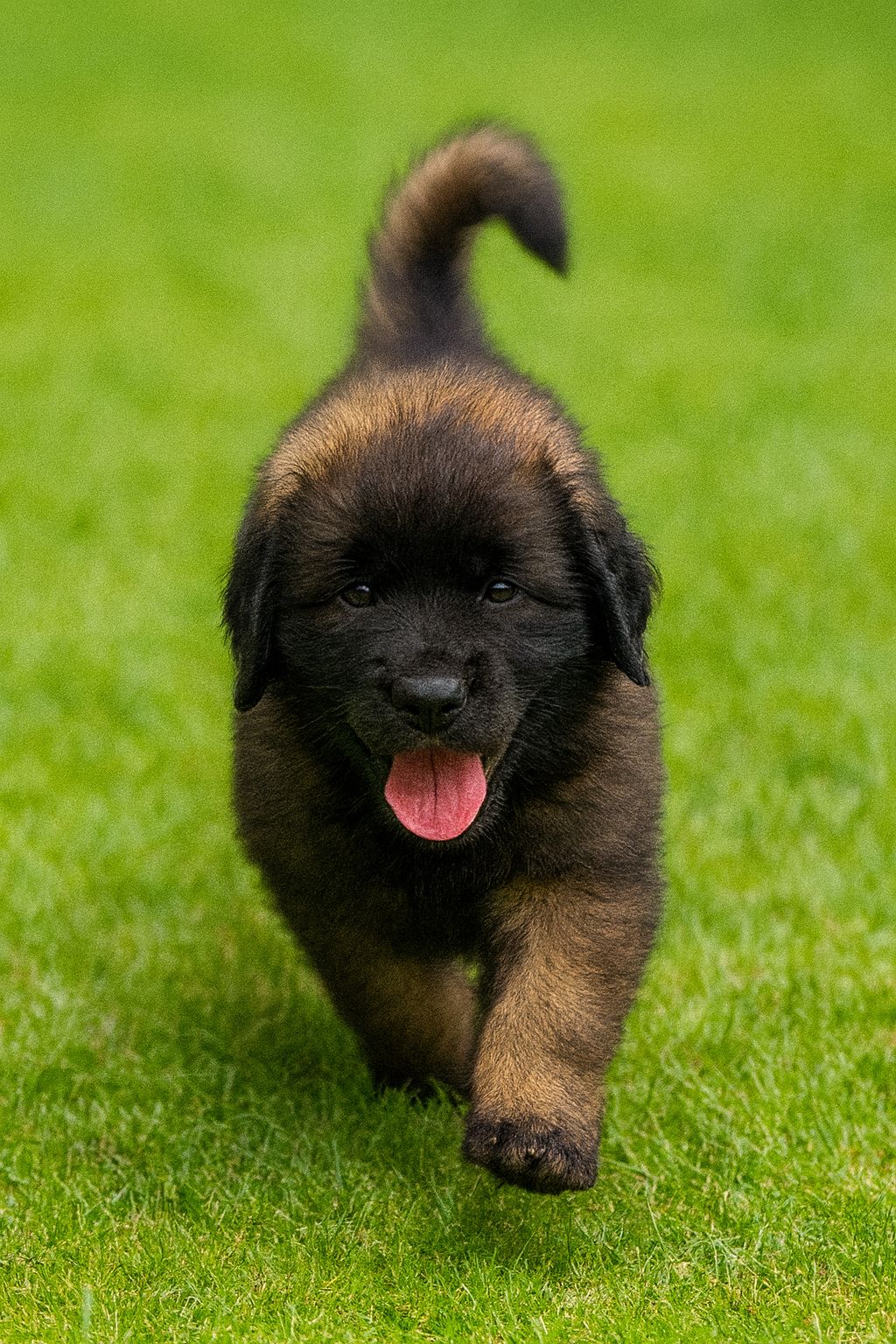 Leonberger
