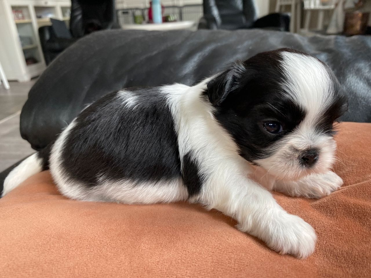 Shih tzu