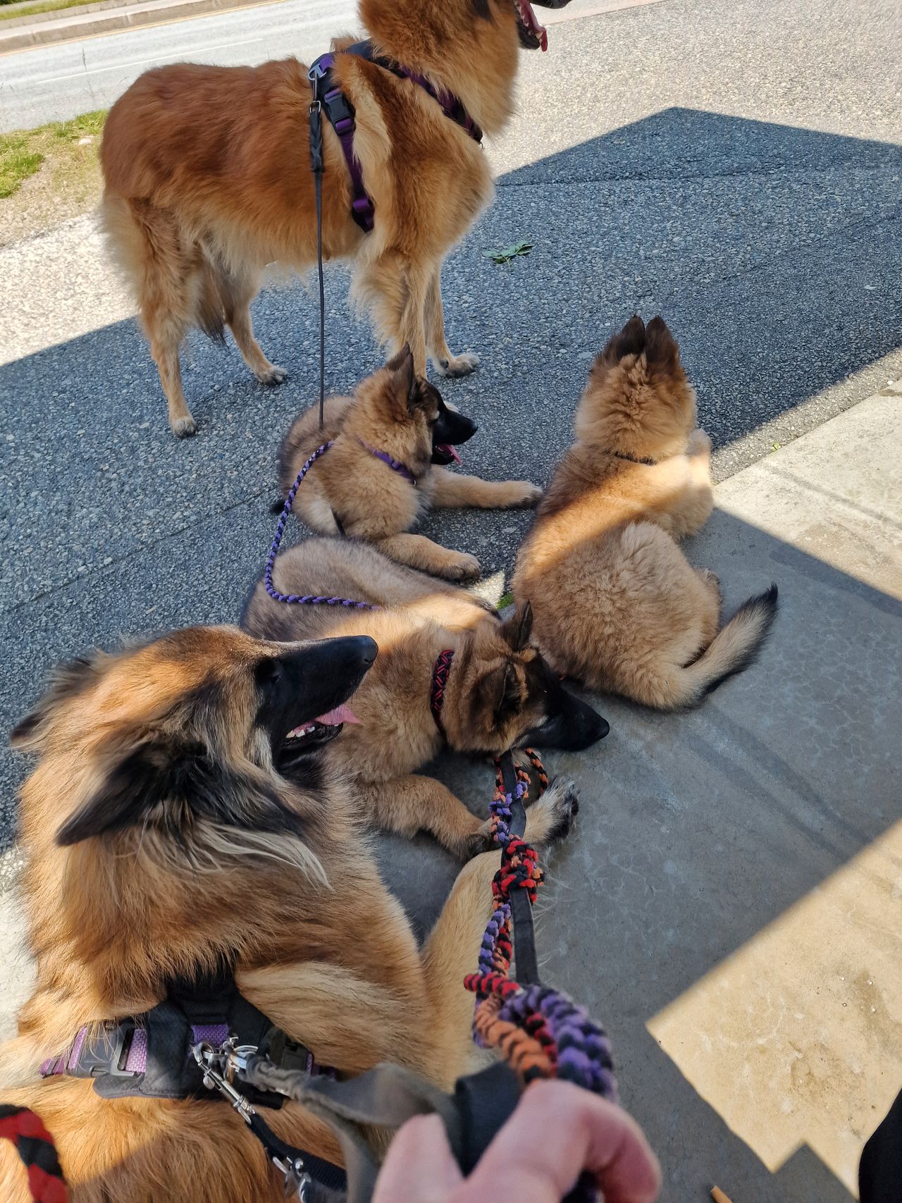Belgisk fårehund, tervueren