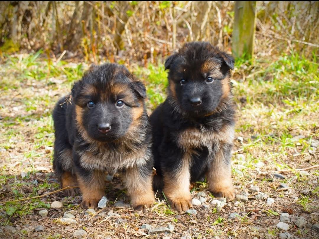 Schäferhund langhår