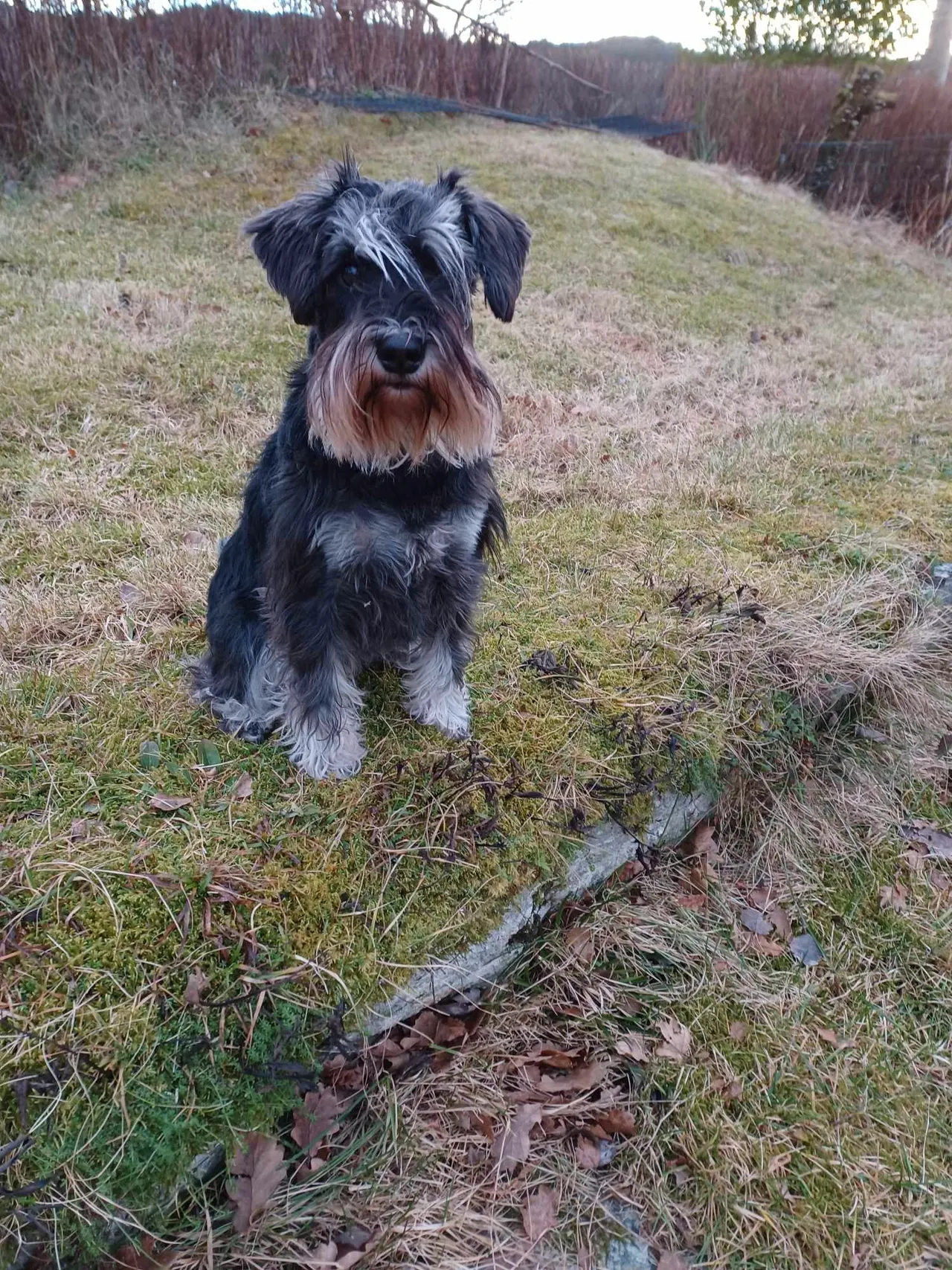 Dvergschnauzer sort/silver