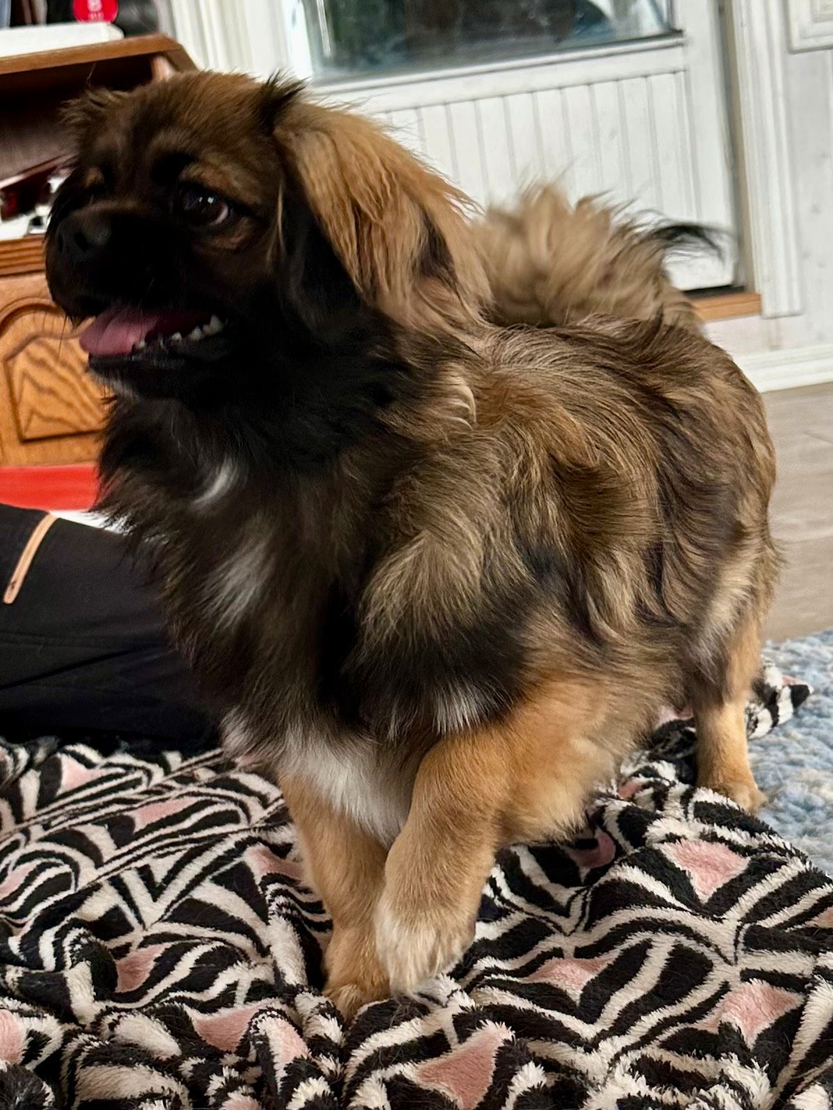 Tibetansk spaniel