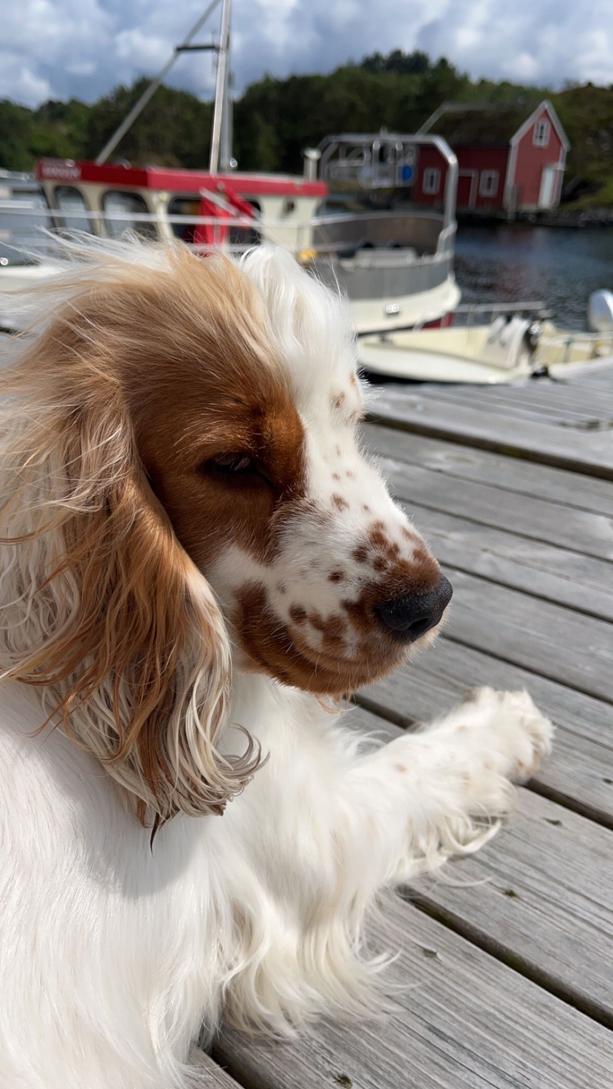 Cocker spaniel