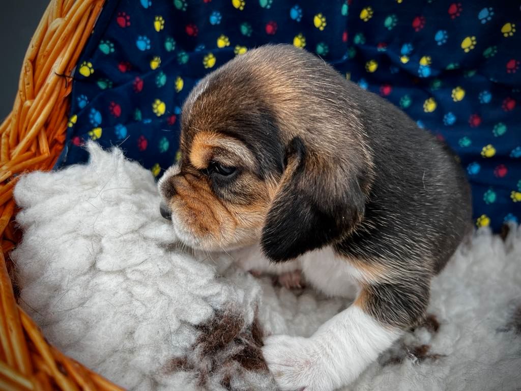 Beagle