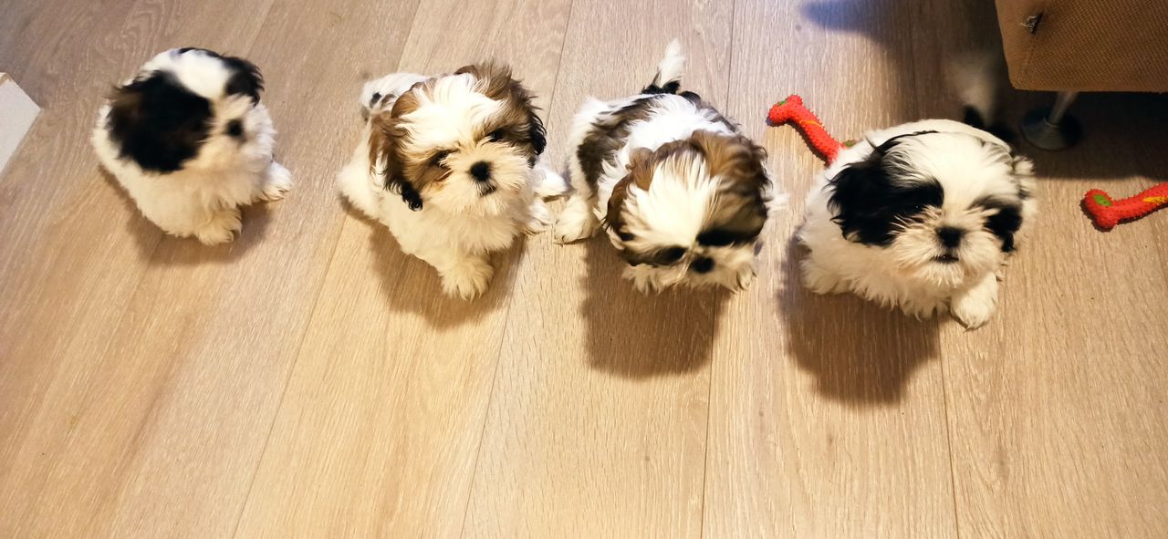 Shih tzu