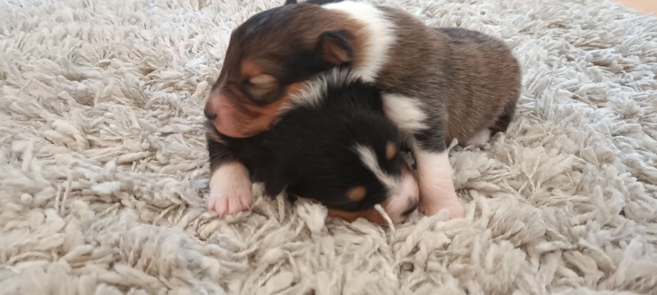Shetland sheepdog