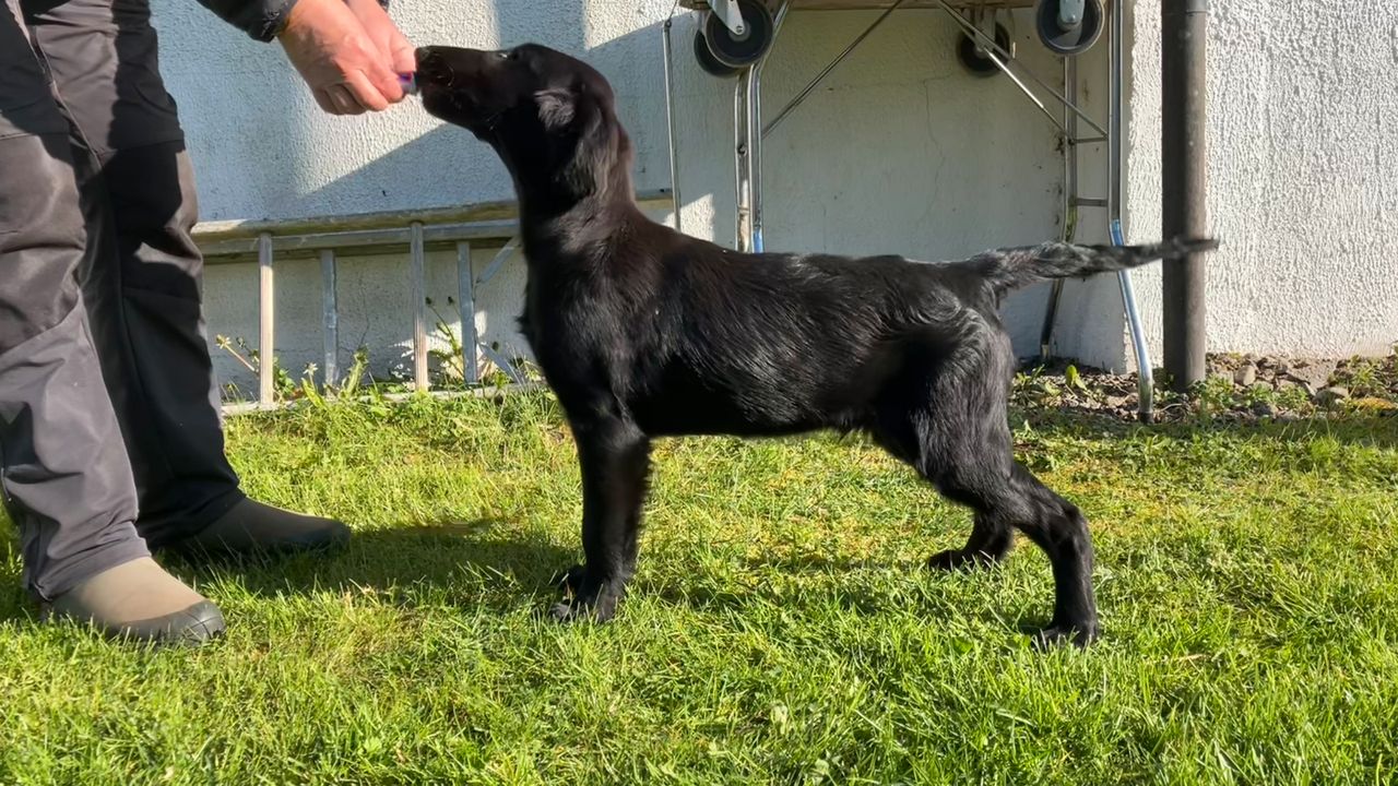 Flat coated retriever