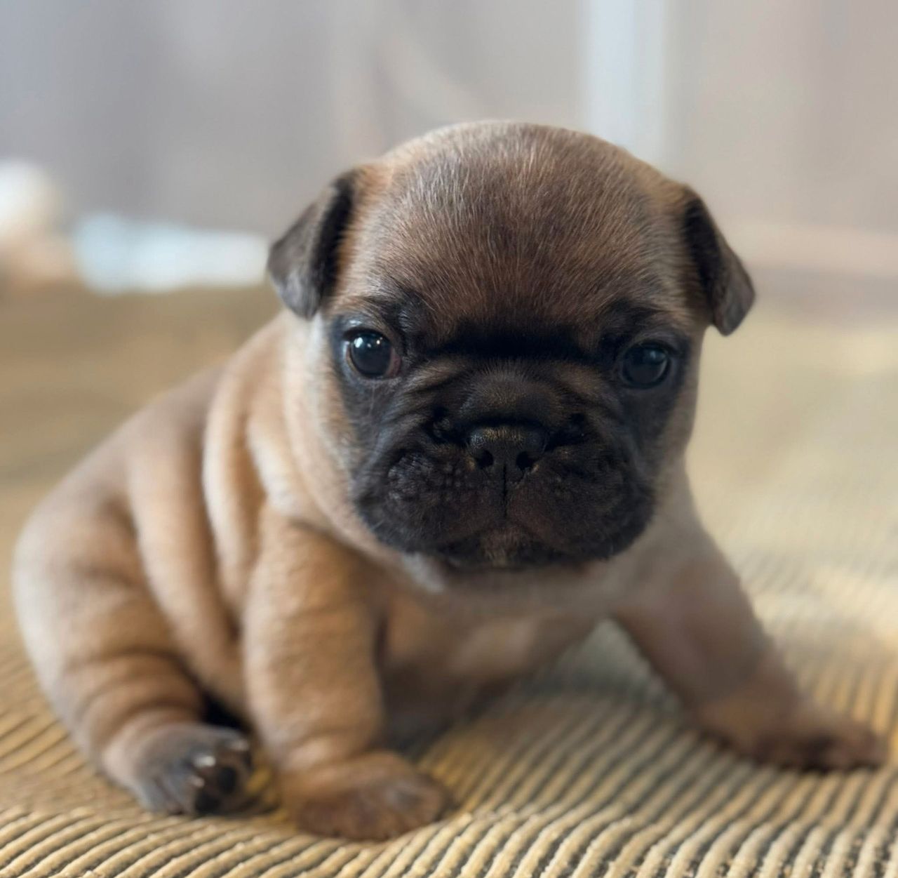 Fransk bulldog
