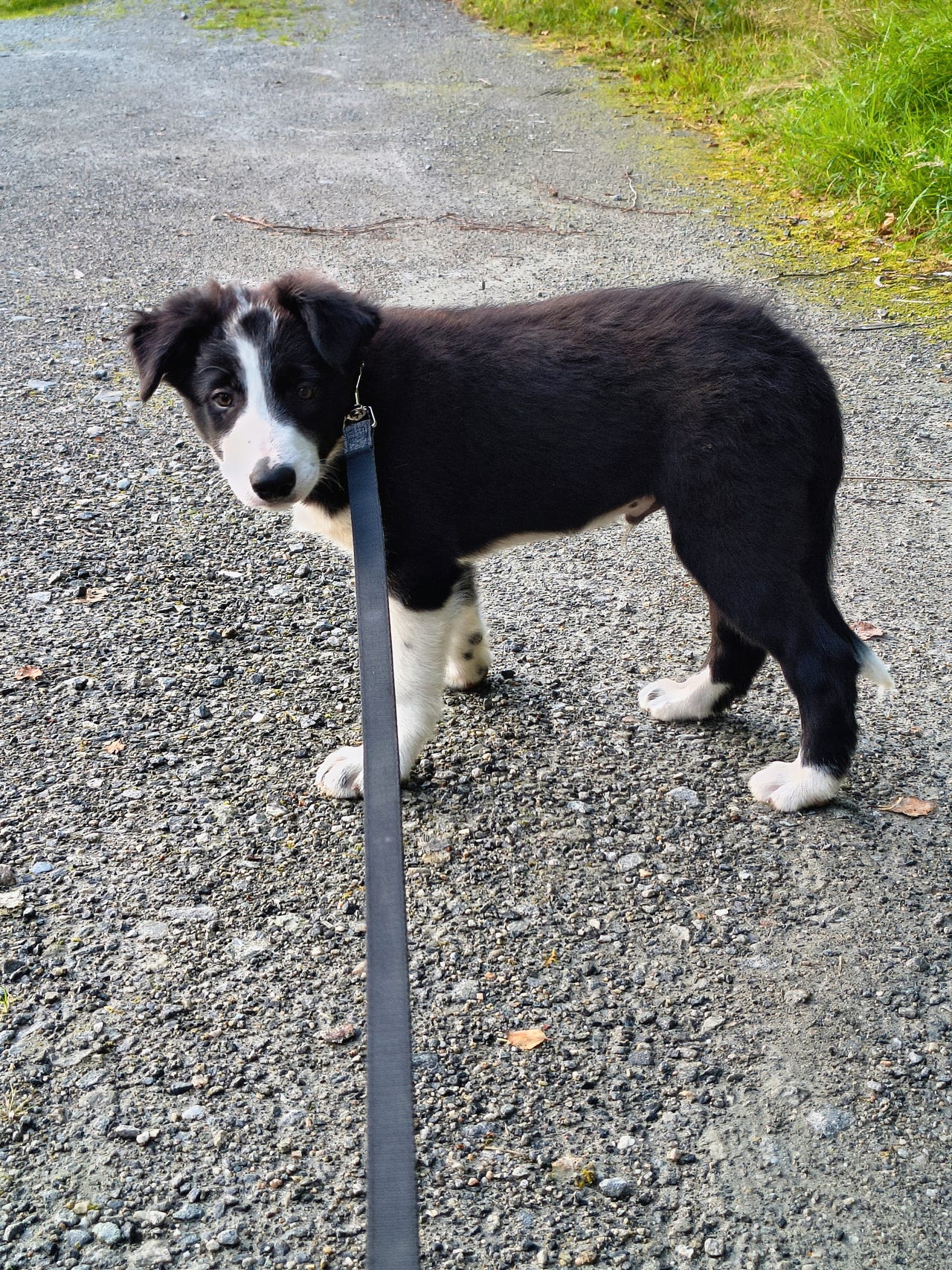 Border collie