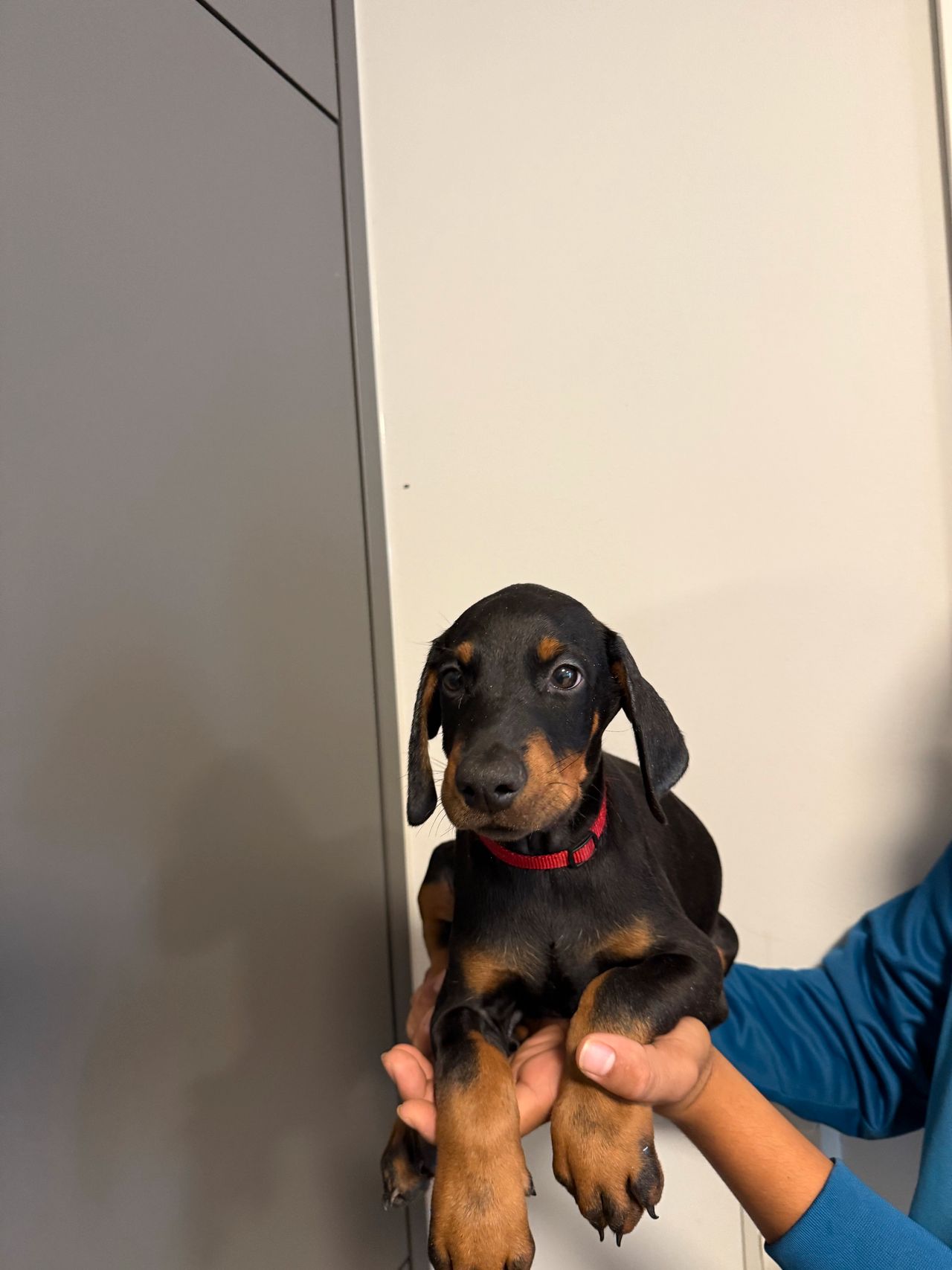 Dobermann