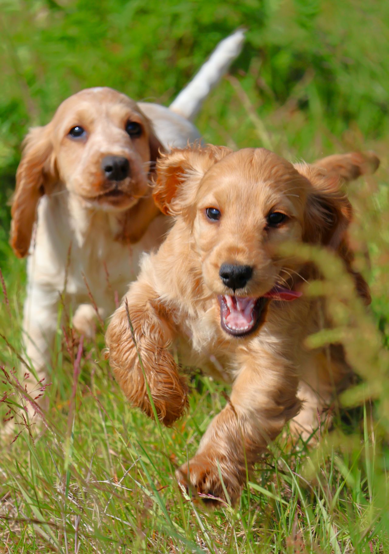 Cocker spaniel