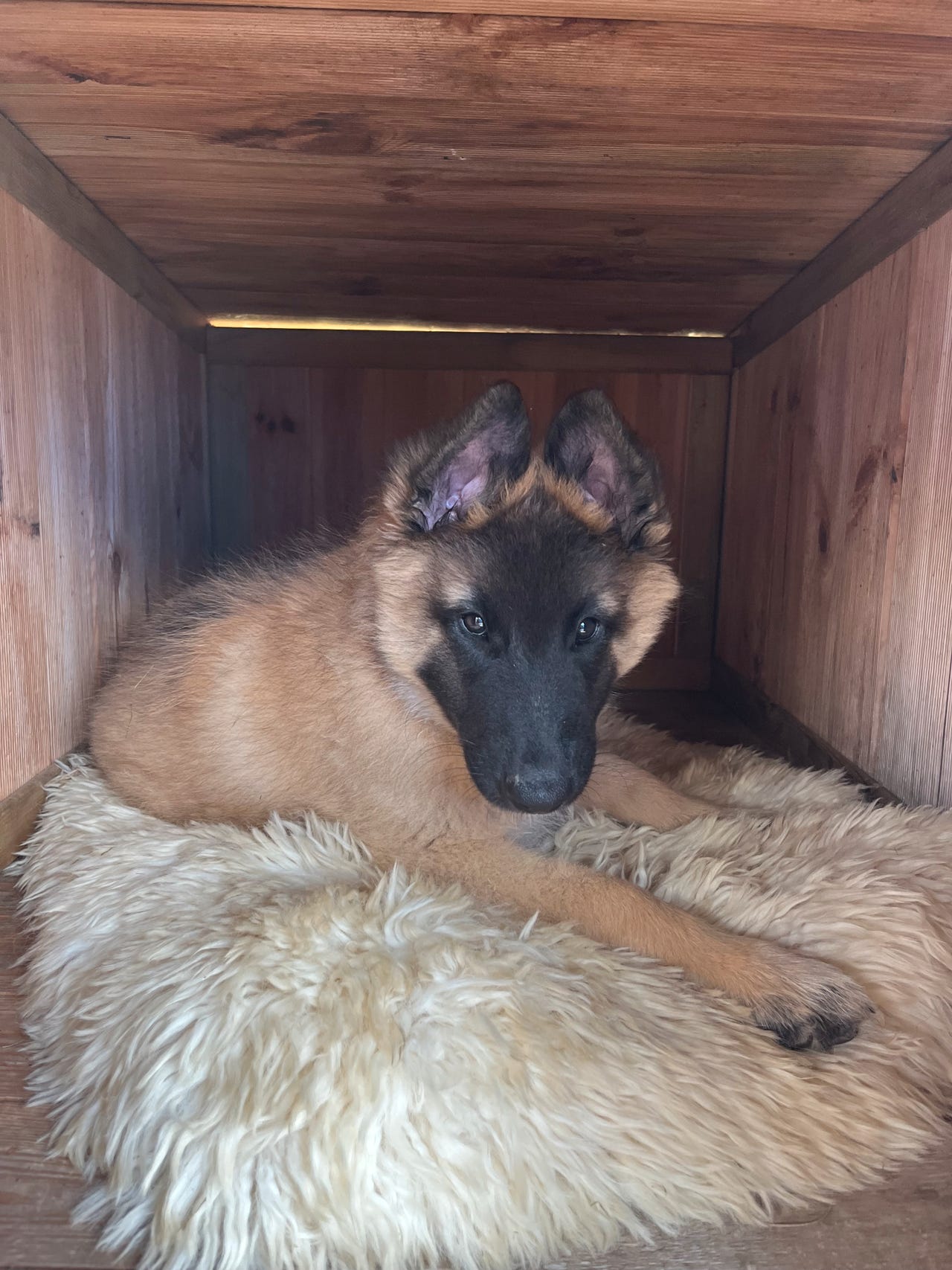 Belgisk fårehund, tervueren