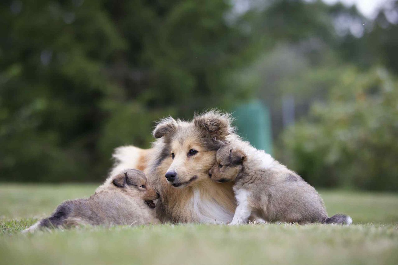 Shetland sheepdog