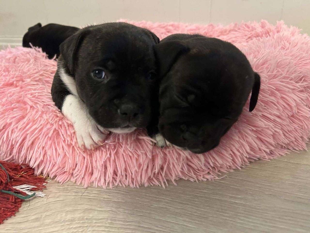 Staffordshire bull terrier