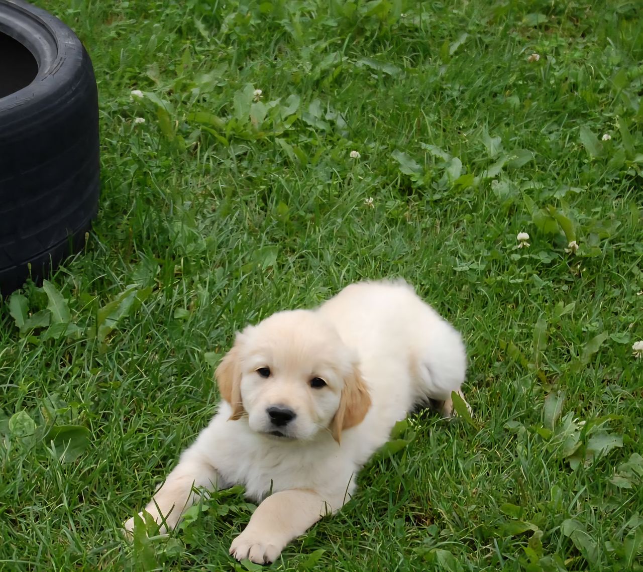 Golden retriever