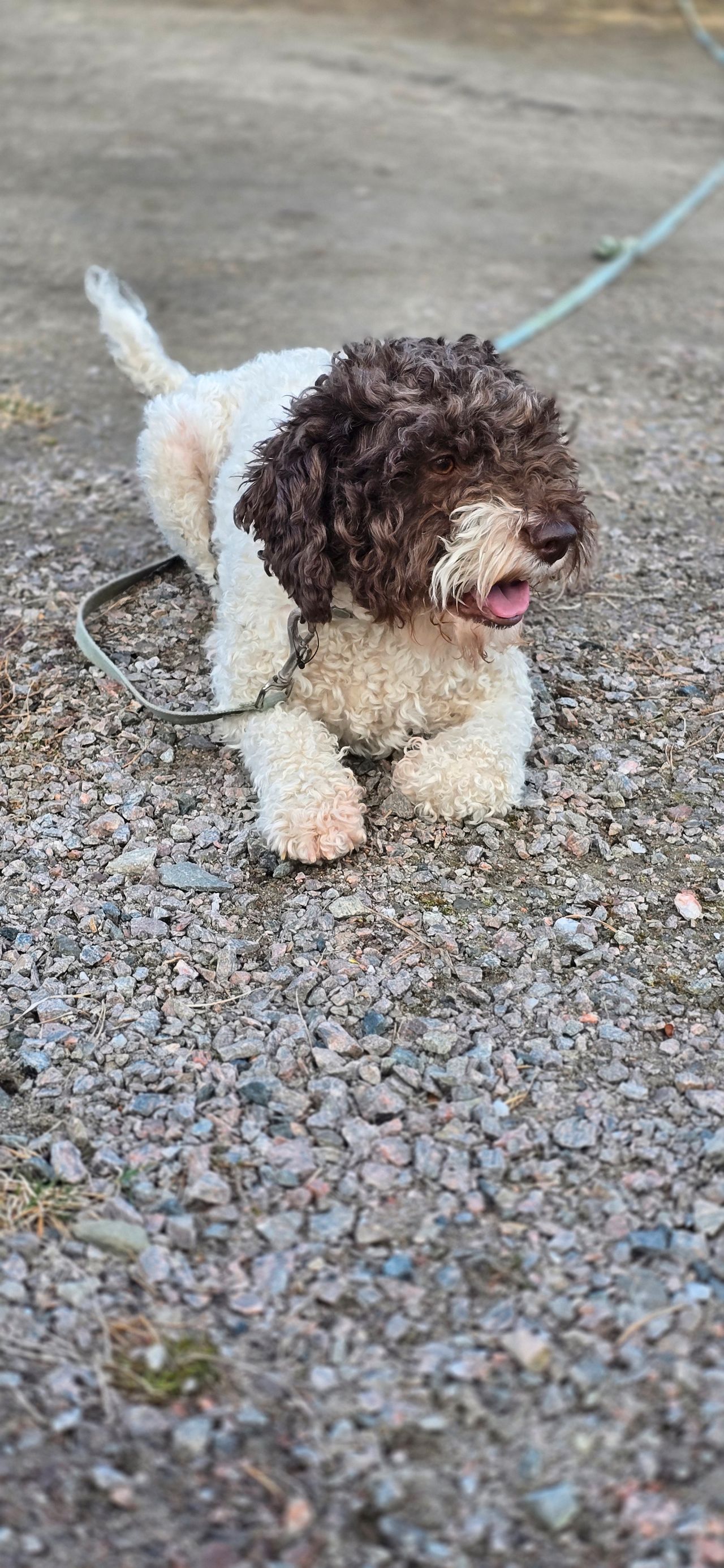 Lagotto romagnolo