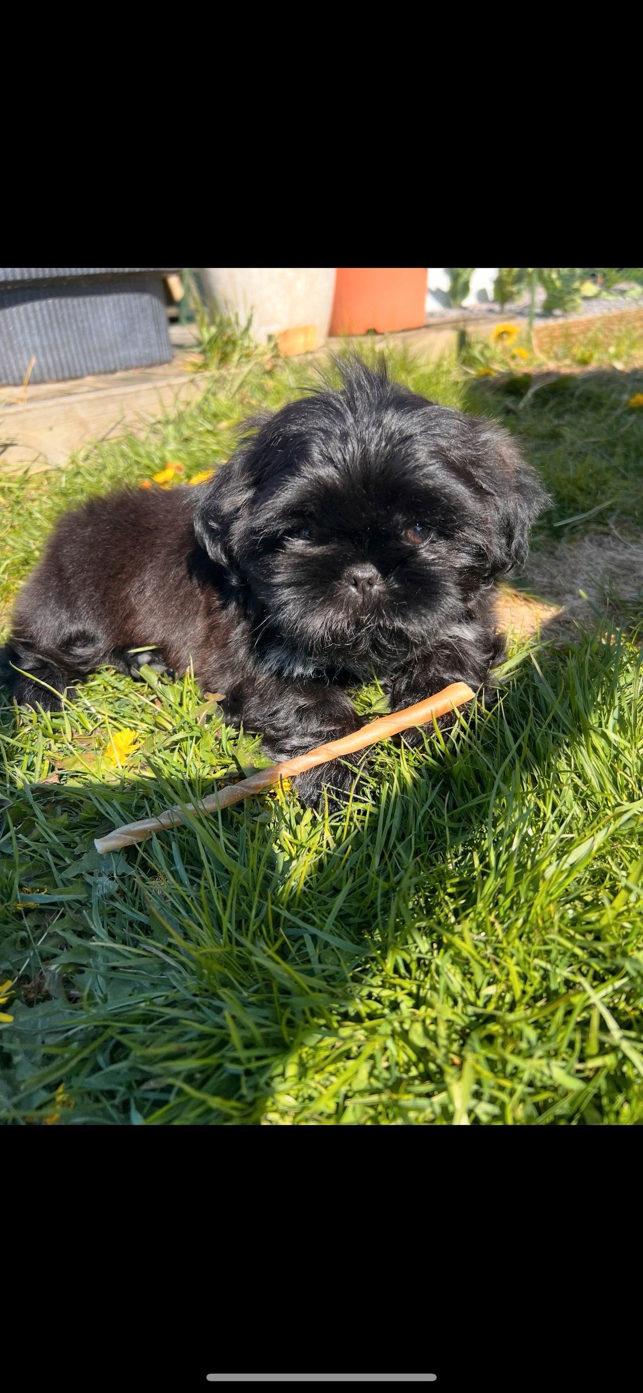 Shih tzu