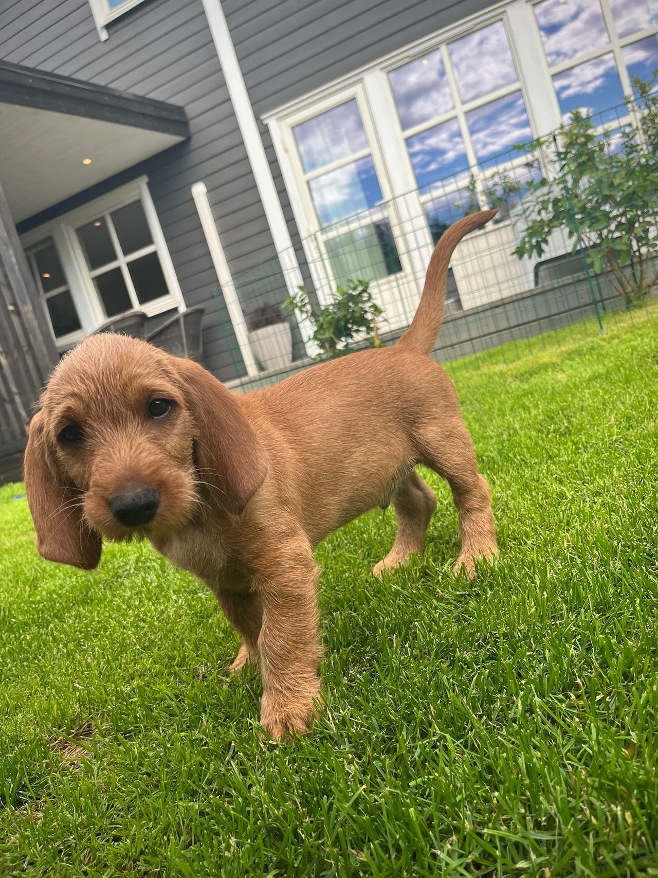Basset fauve de bretagne
