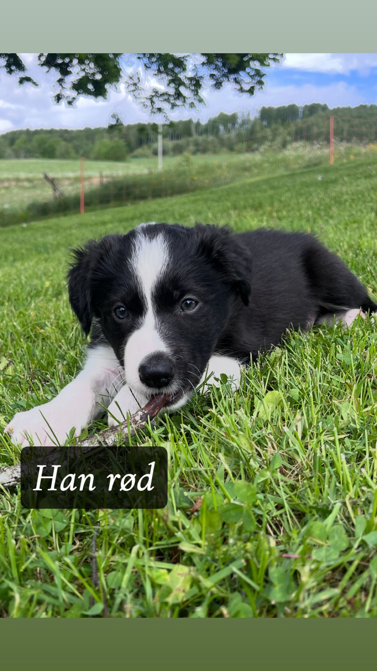 Border collie