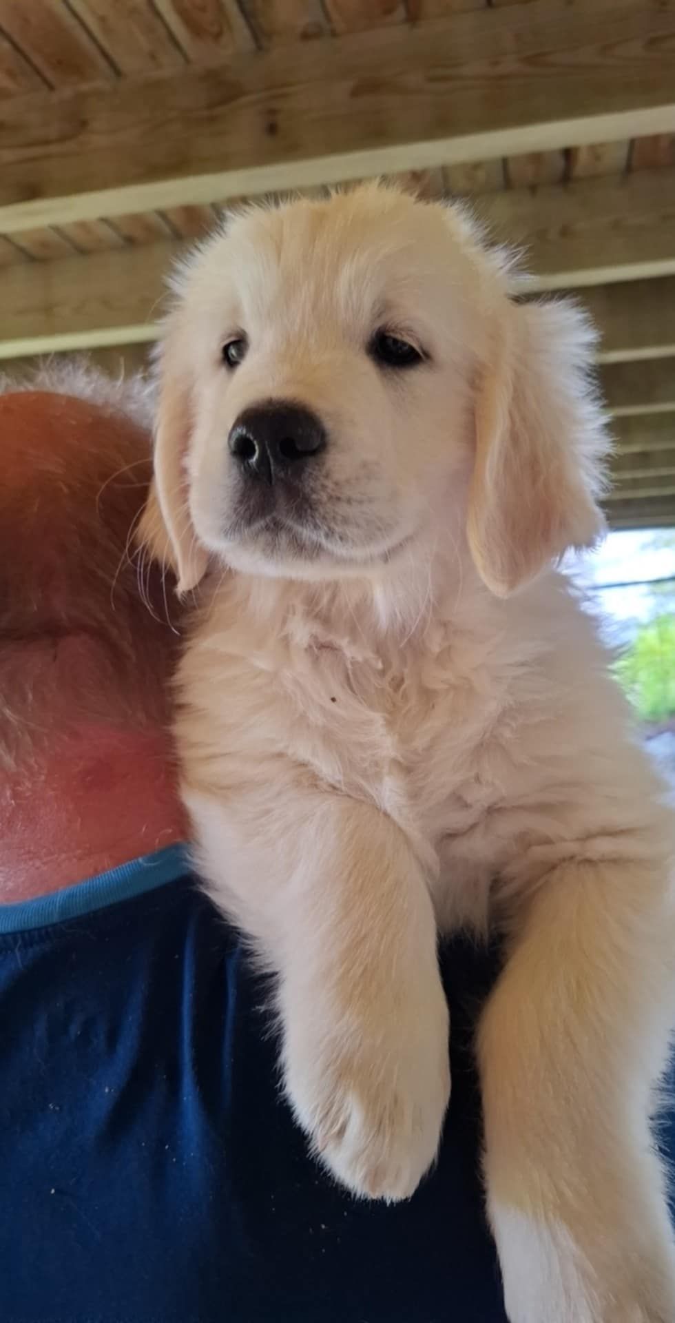 Golden retriever