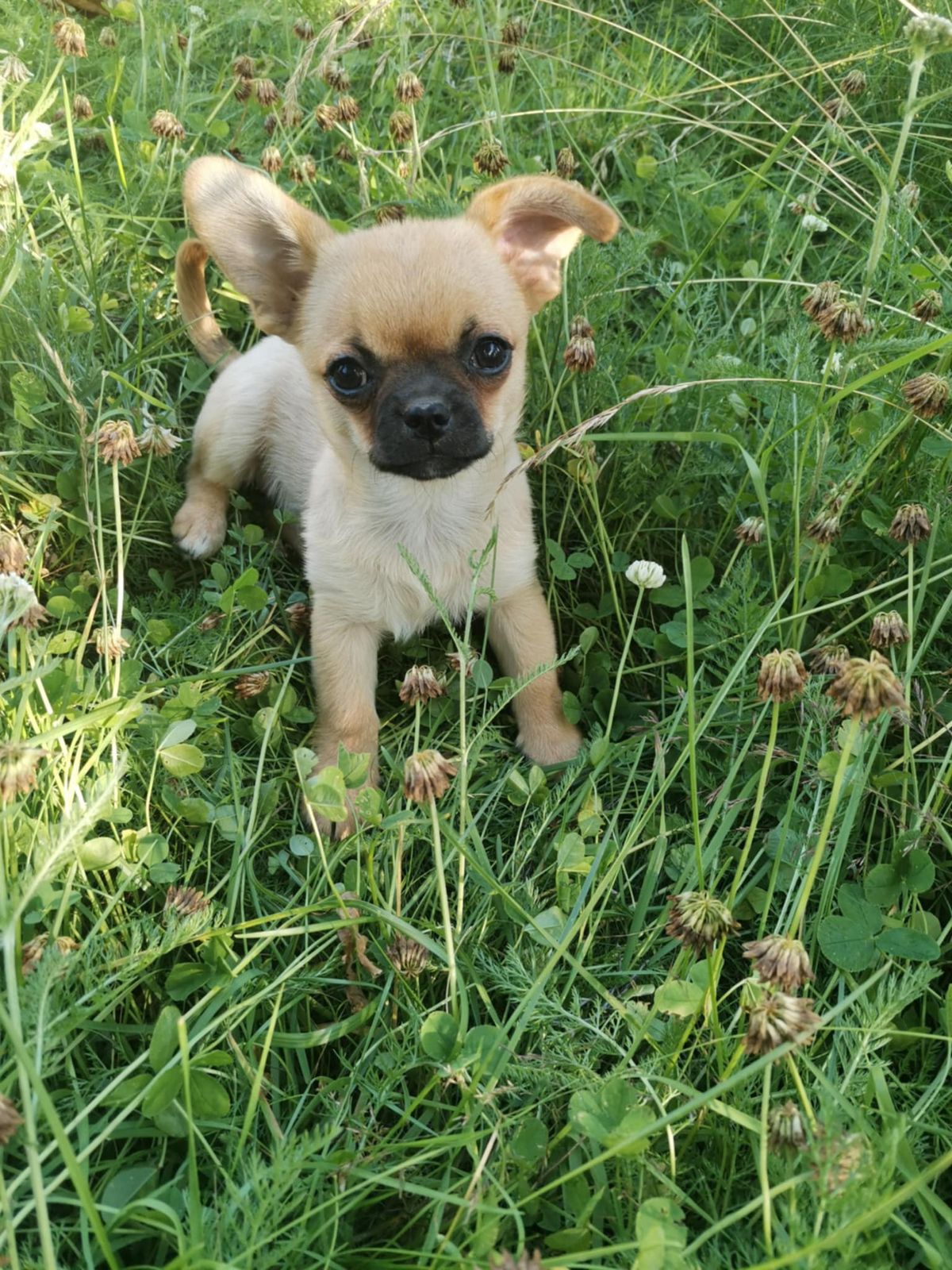 Chihuahua korthåret