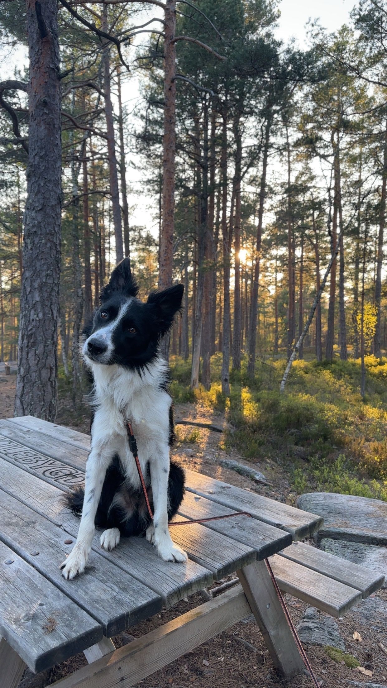 Border collie