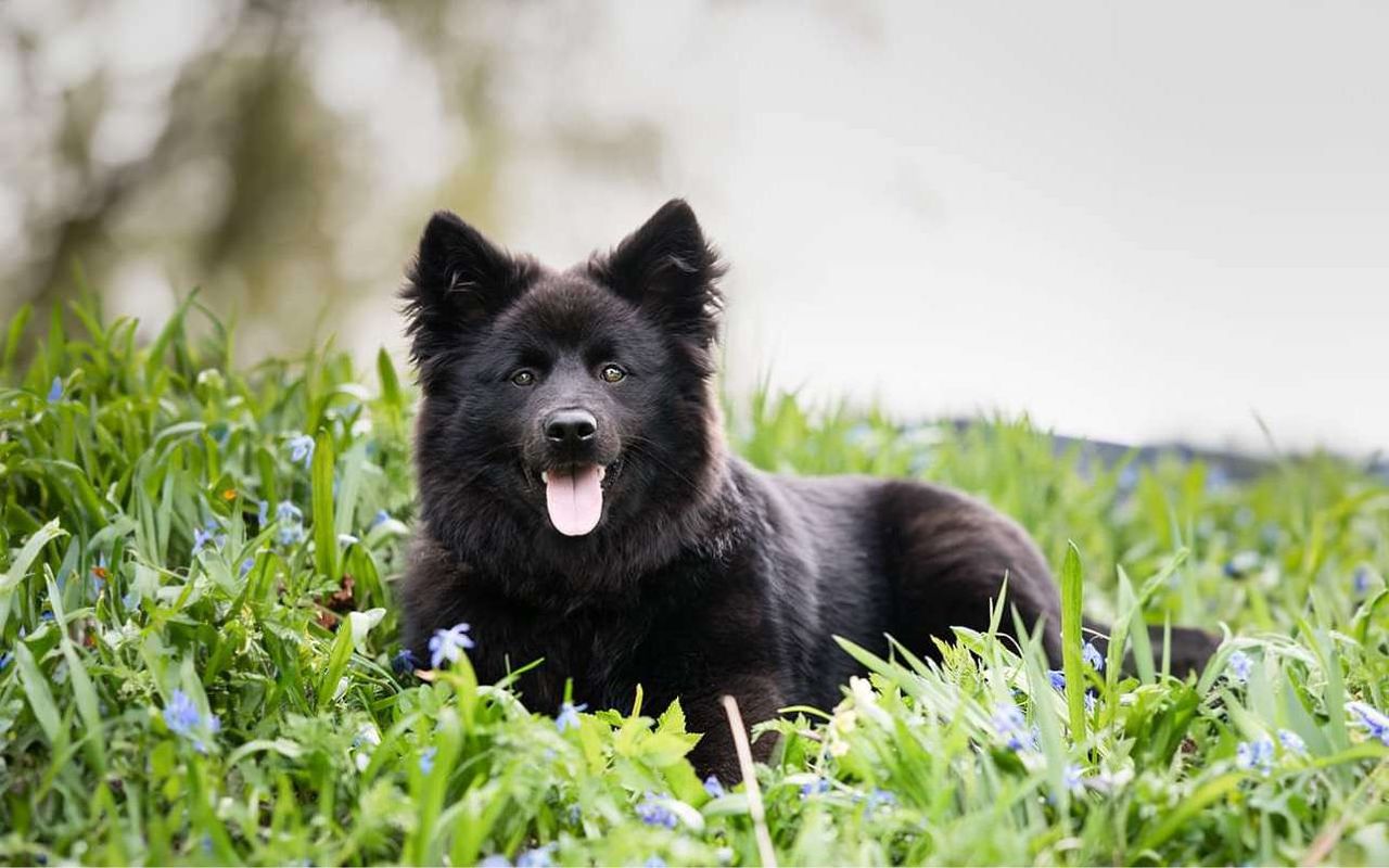 Svensk lapphund