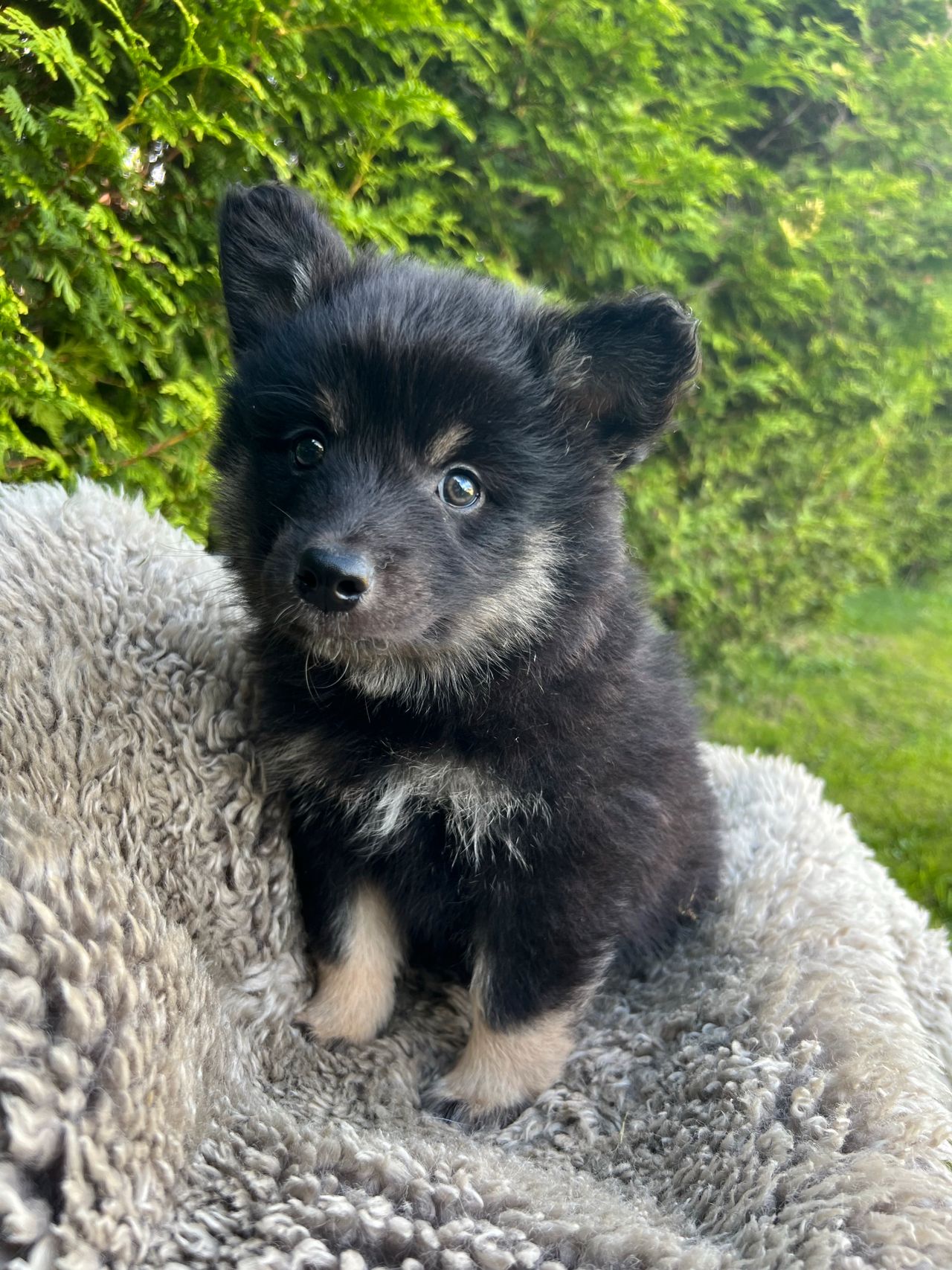 Finsk lapphund