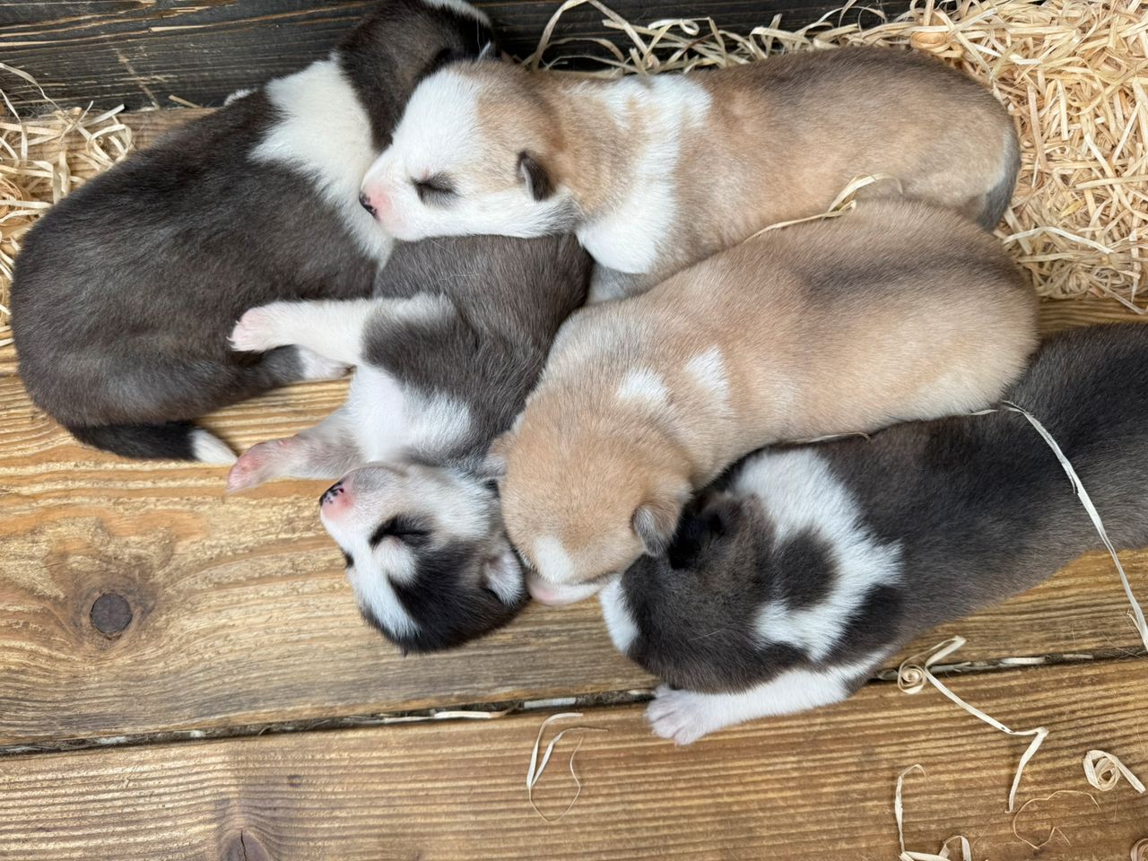 Siberian husky