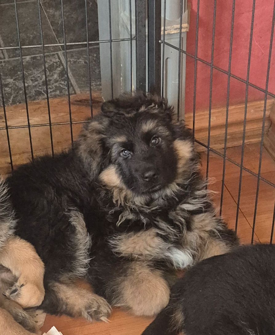 Schäferhund langhår