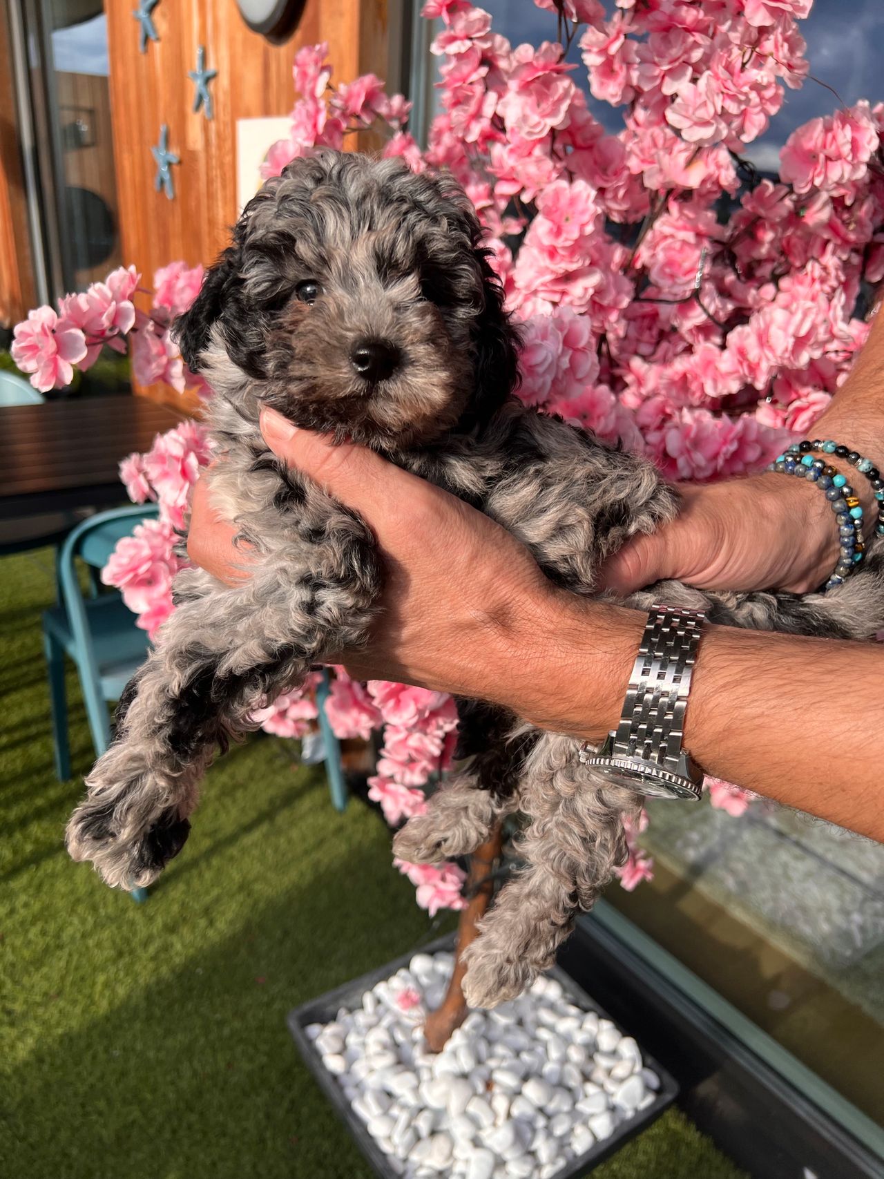 Toy puddel