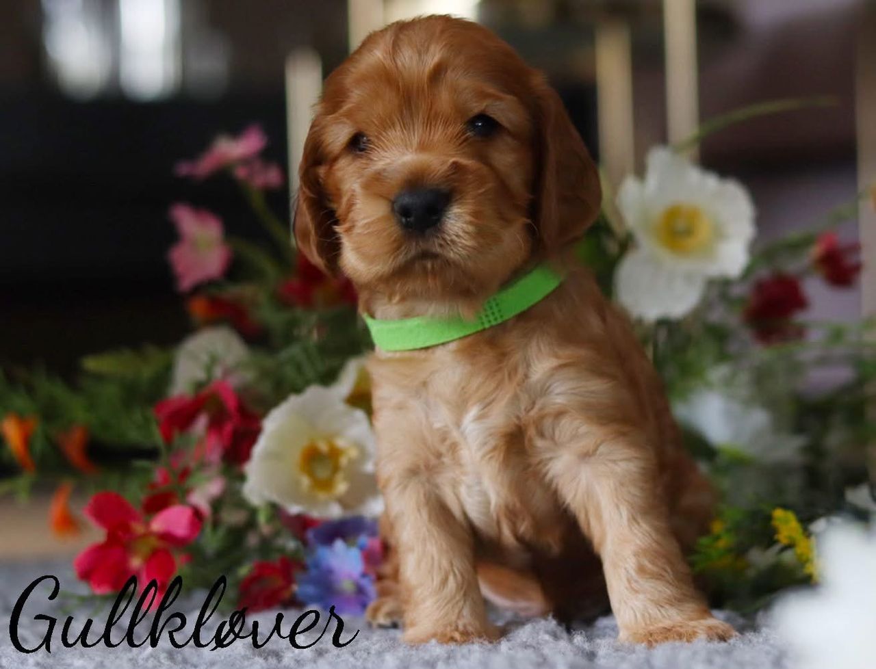 Cocker spaniel