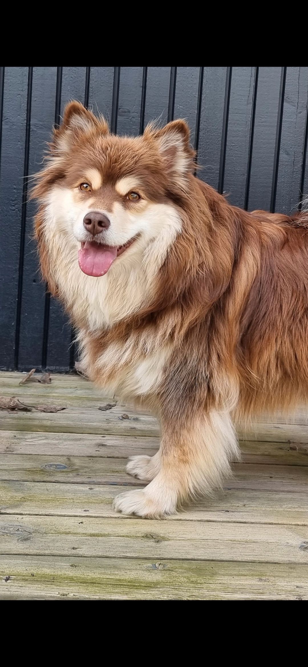 Finsk lapphund