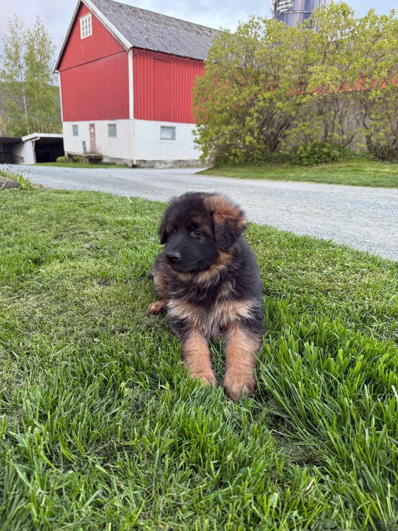 Schäferhund langhår