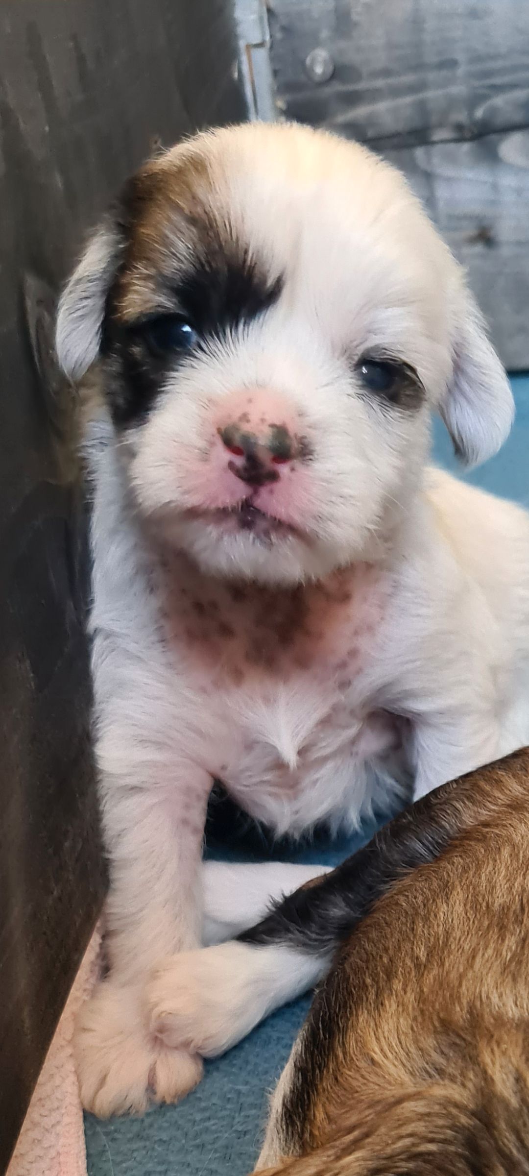 Chinese crested powderpuff
