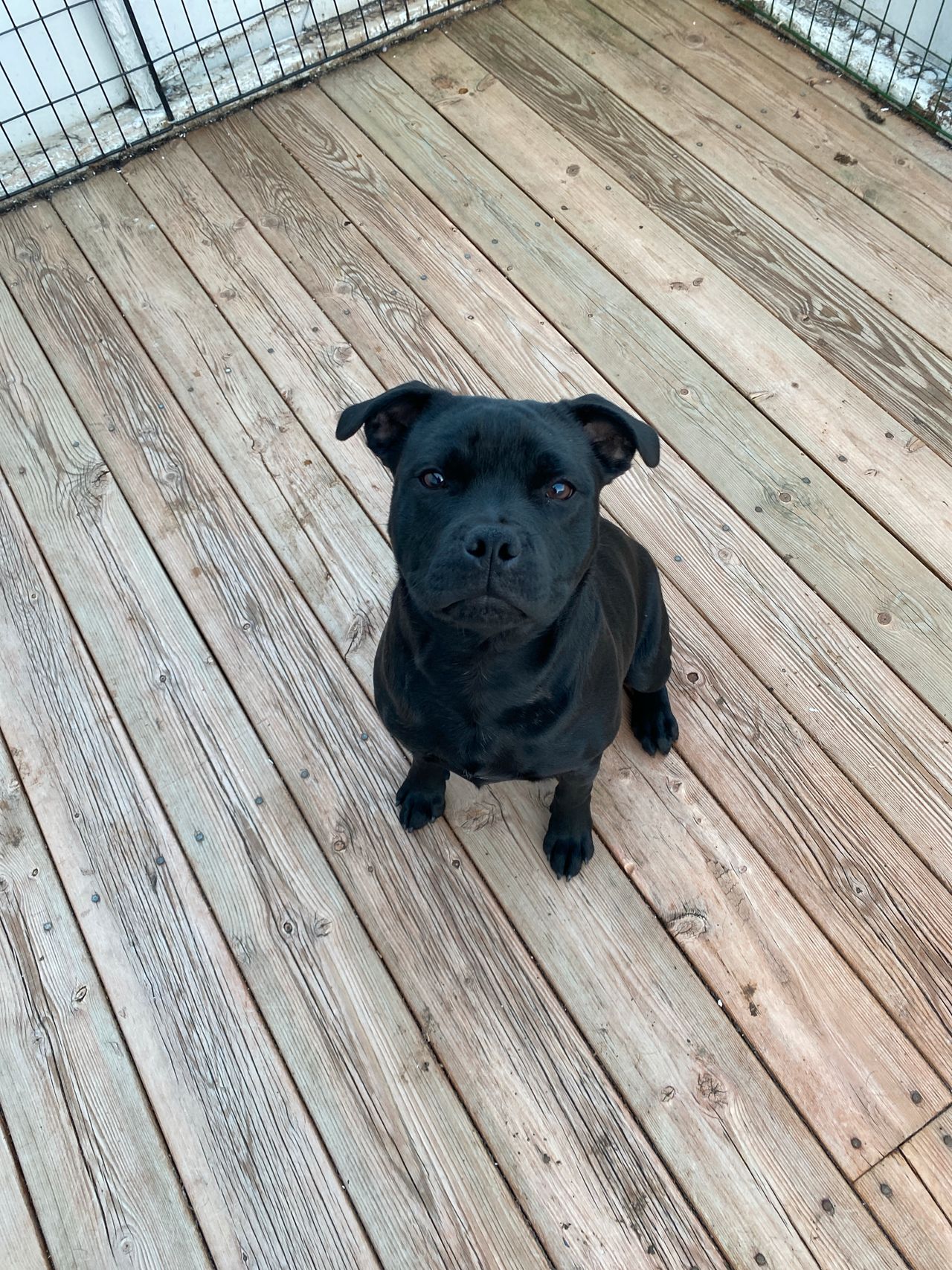 Staffordshire bull terrier