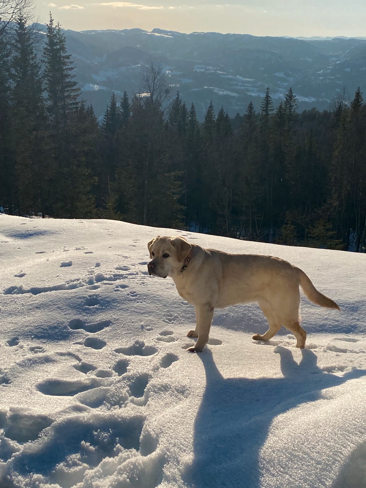 Labrador retriever