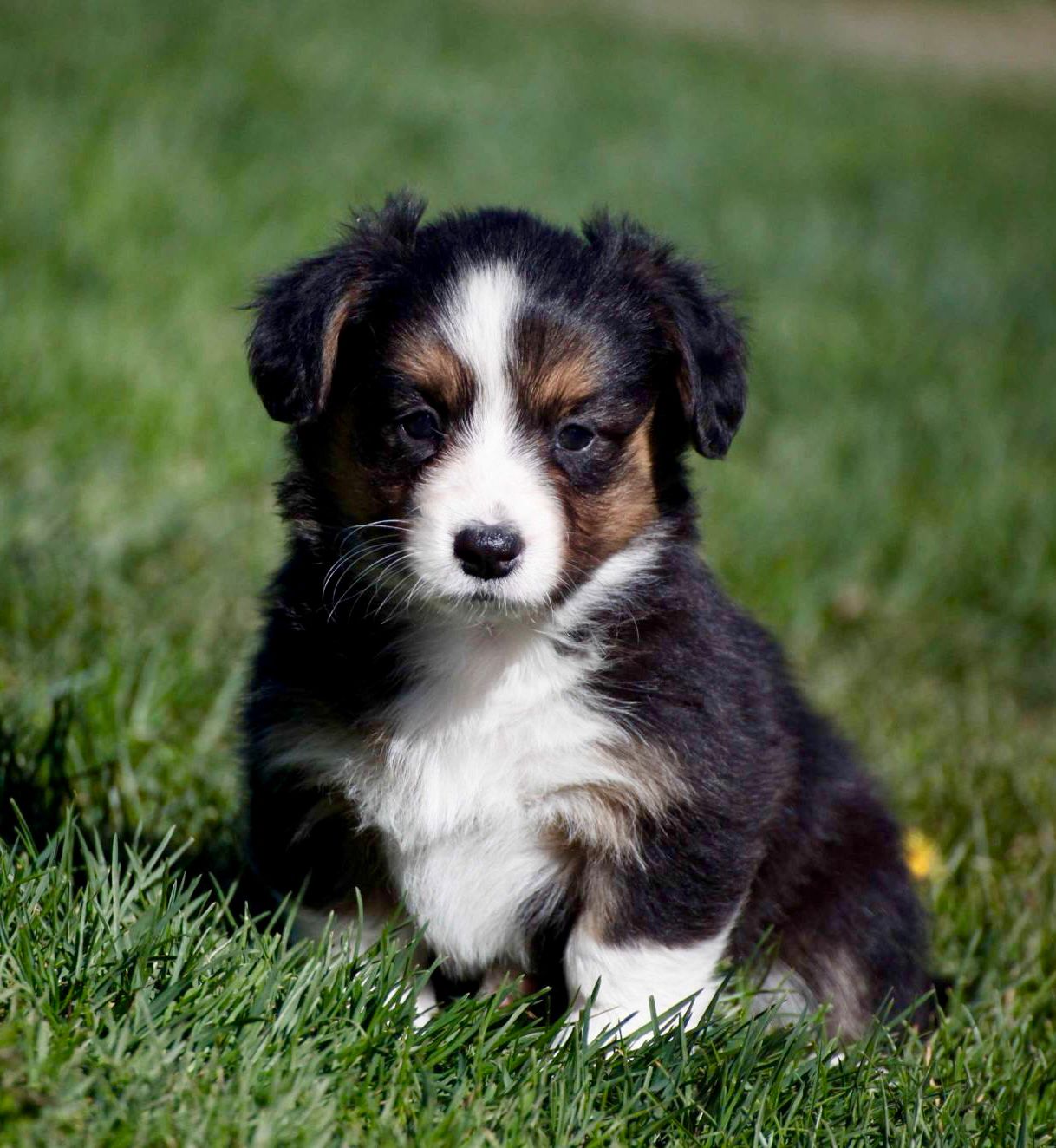Welsh corgi cardigan