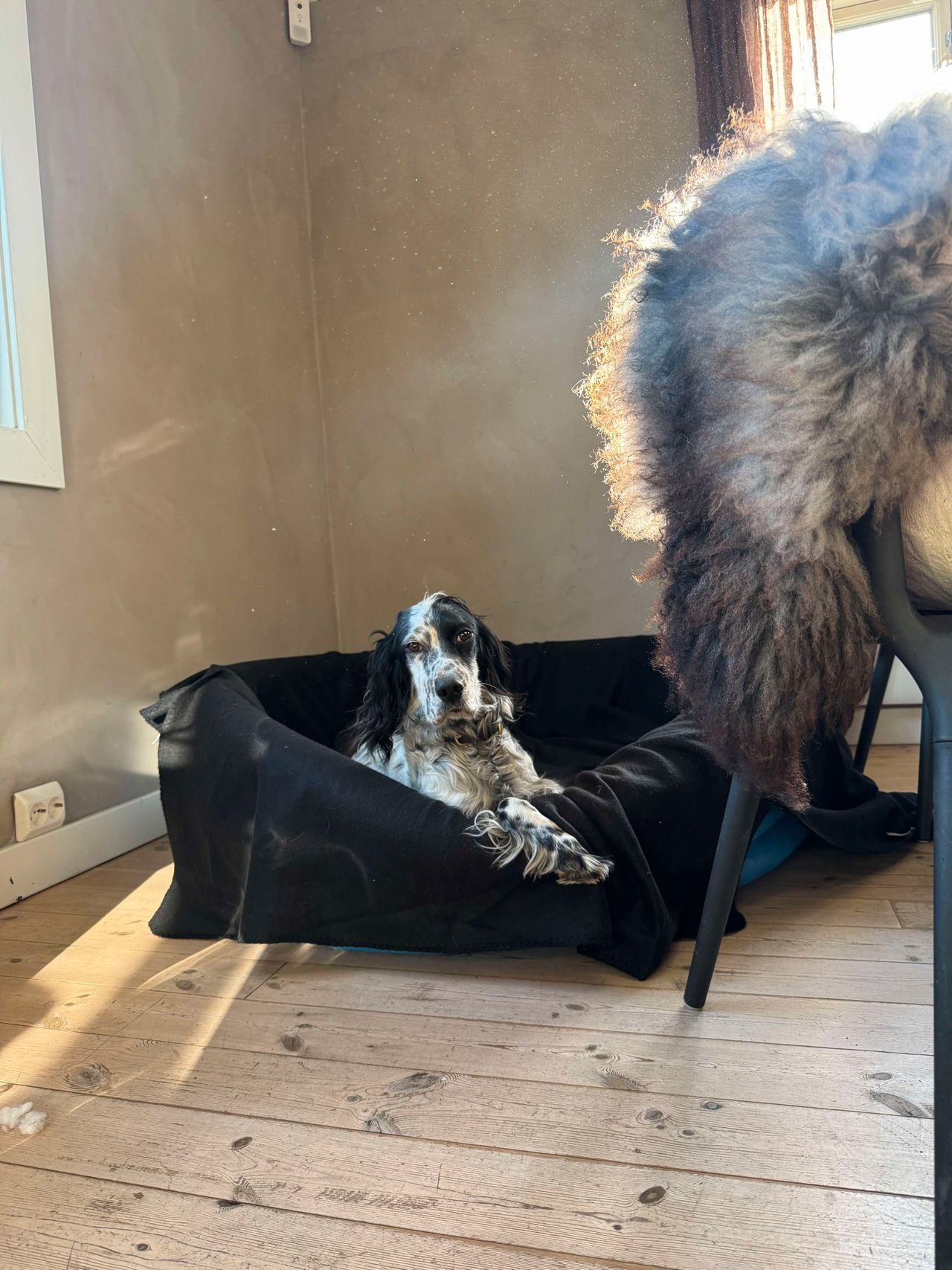 Engelsk setter