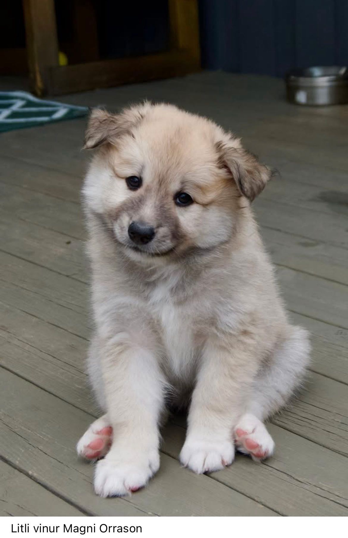 Islandsk fårehund